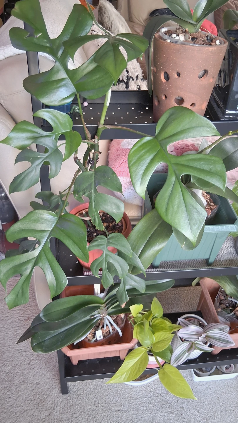 Rhaphidophora Tetrasperma Plant - photo 4