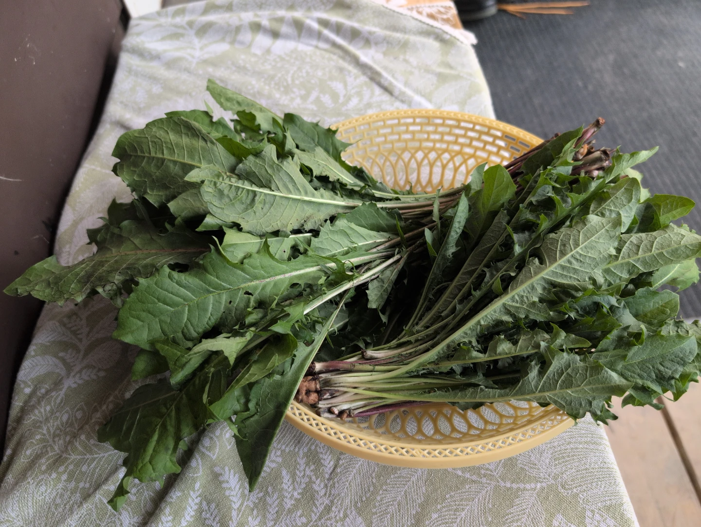 Fresh Dandelion Greens