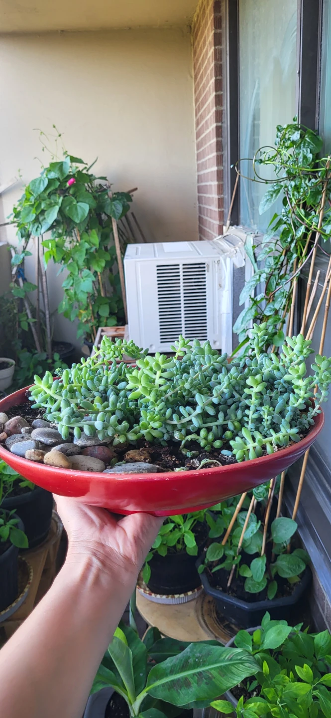 Burro's Tails in Red CERAMIC POT
