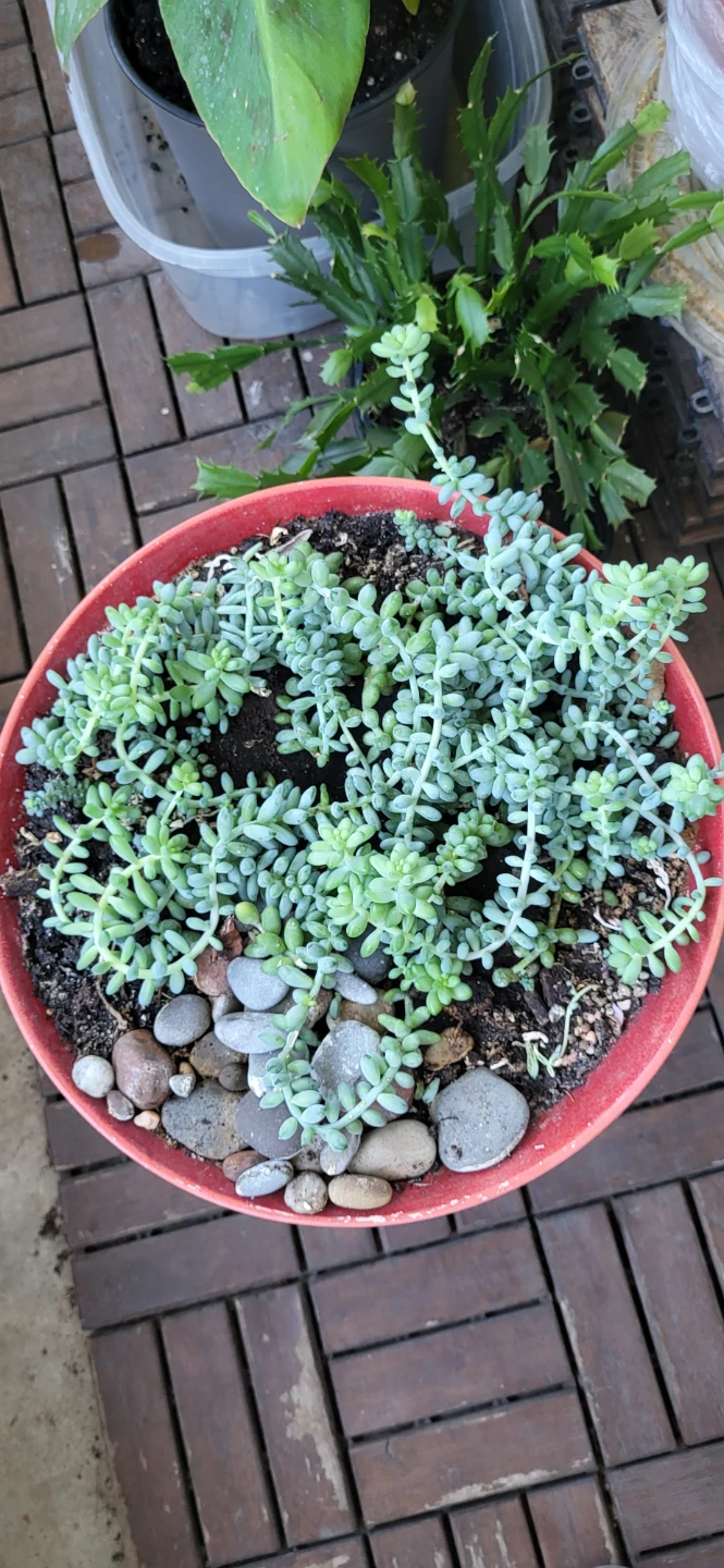 Burro's Tails in Red CERAMIC POT - photo 2