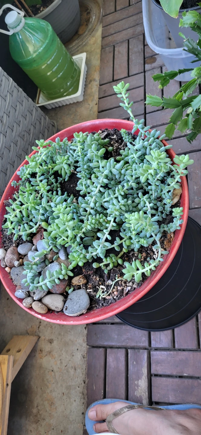 Burro's Tails in Red CERAMIC POT - photo 3