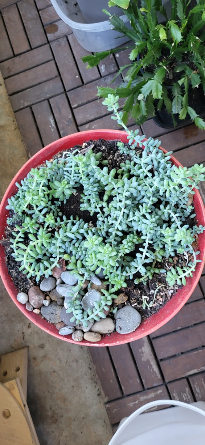 Burro's Tails in Red CERAMIC POT - photo 4