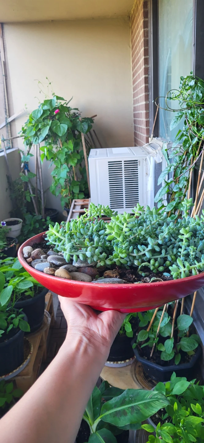 Burro's Tails in Red CERAMIC POT - photo 5