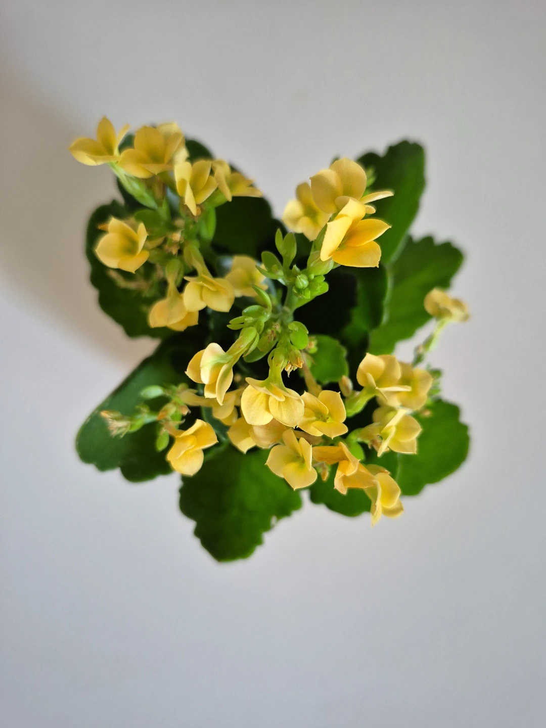 Mini Kalanchoe Succulent Plant - photo 2