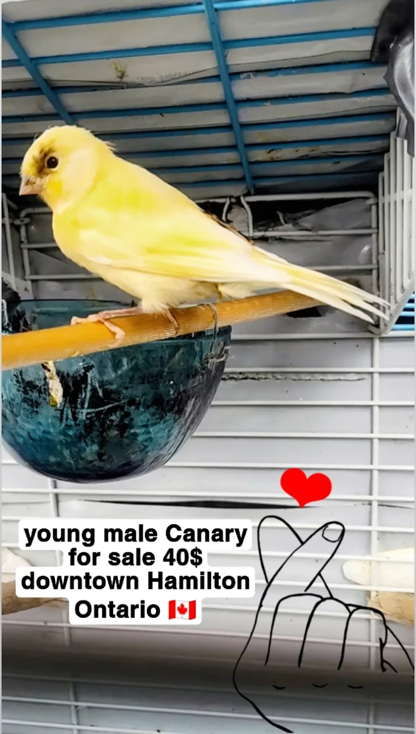 Young Male Canary