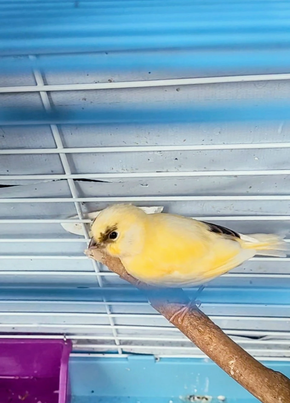 Young Male Canary - photo 2