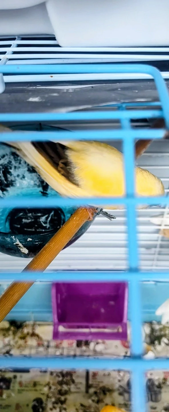 Young Male Canary - photo 3
