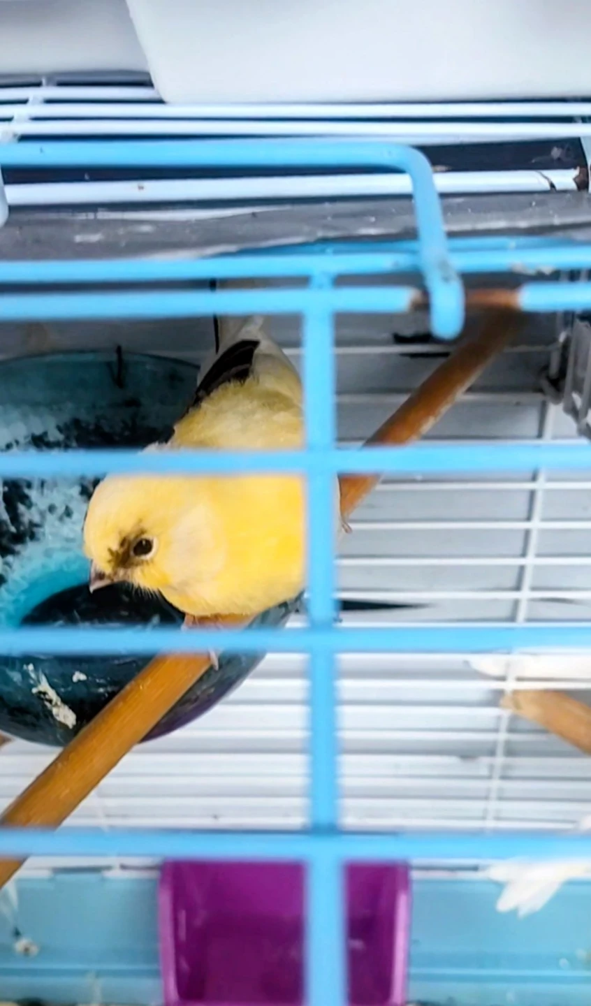 Young Male Canary - photo 4