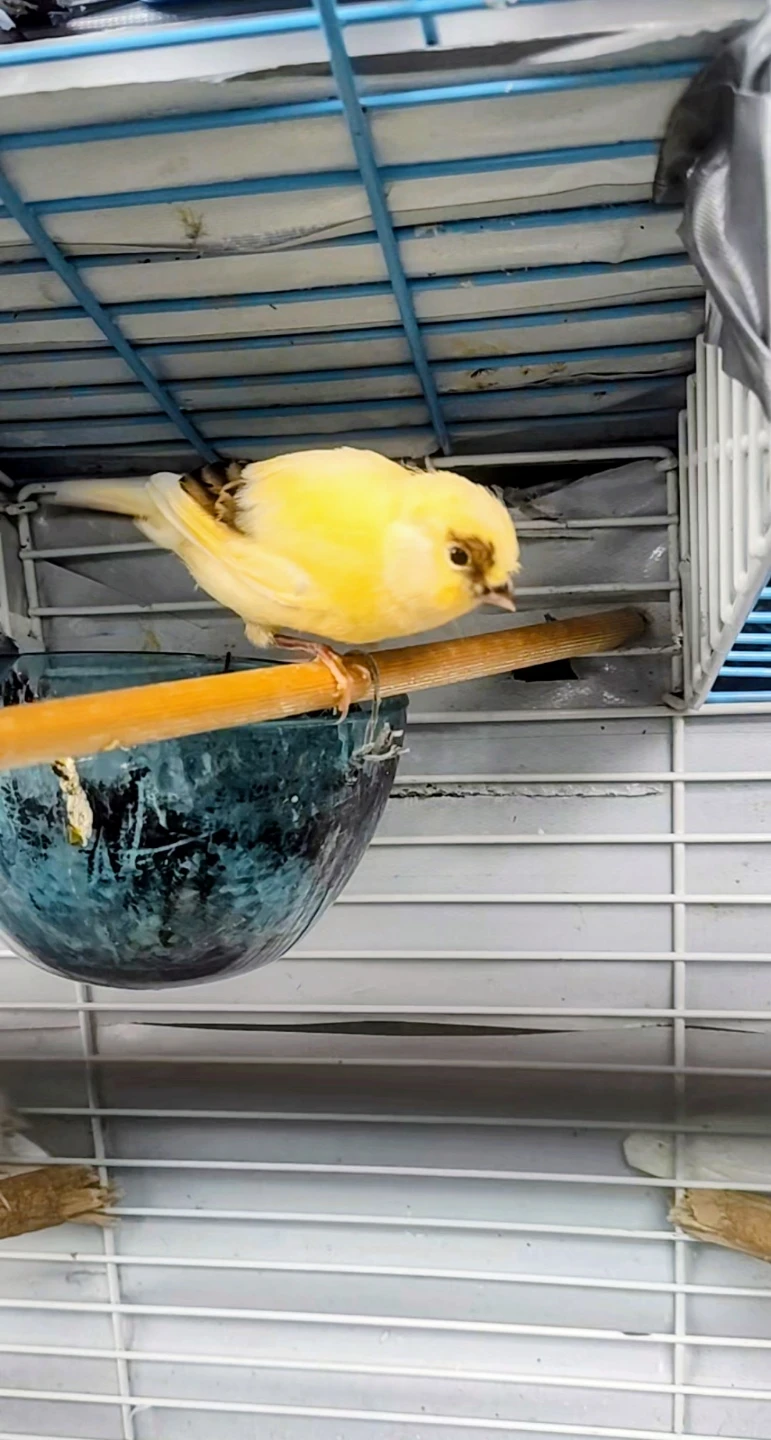 Young Male Canary - photo 5