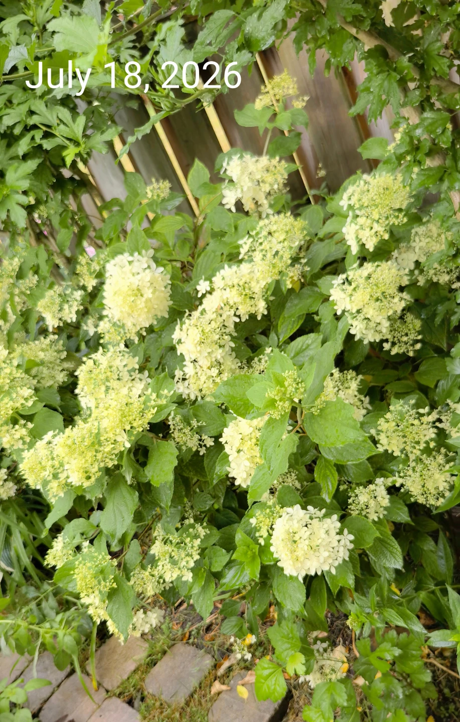 Hydrangea Lavalamp Candelabra