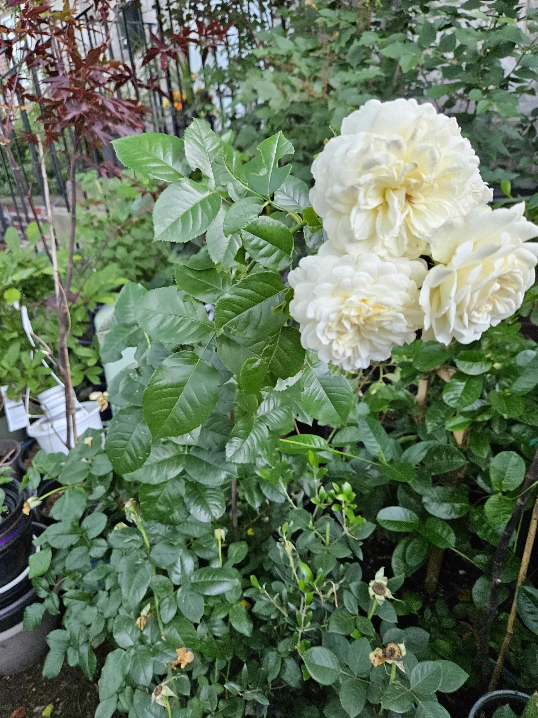 DA tranquility ⁷Rose Bush Plant