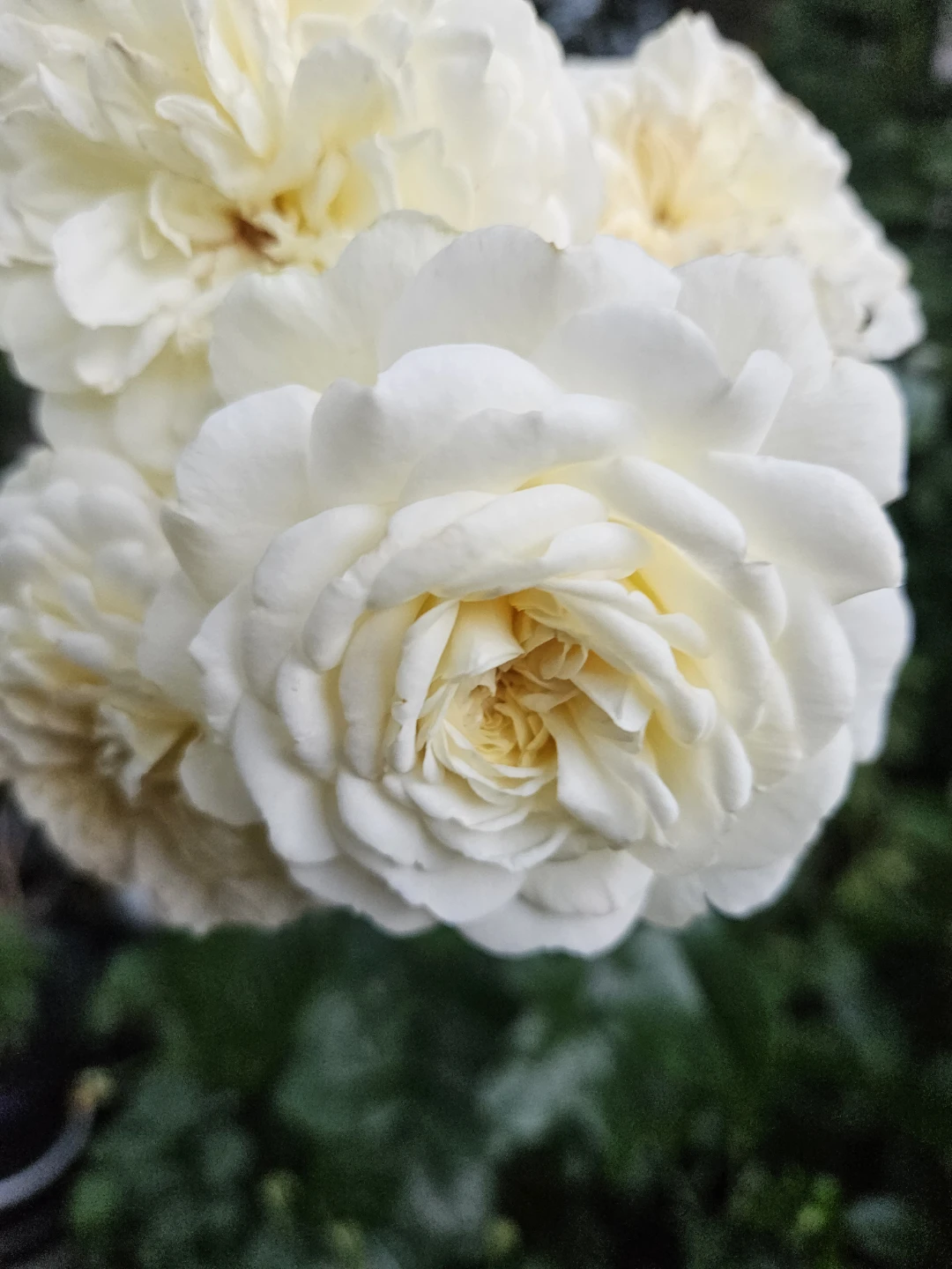 DA tranquility ⁷Rose Bush Plant - photo 2