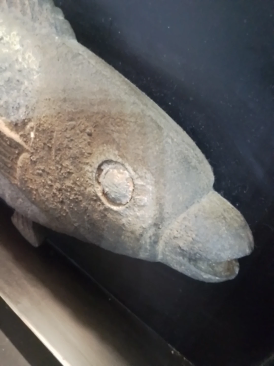 Decorative Wall-Mounted Fish Plaque - photo 4