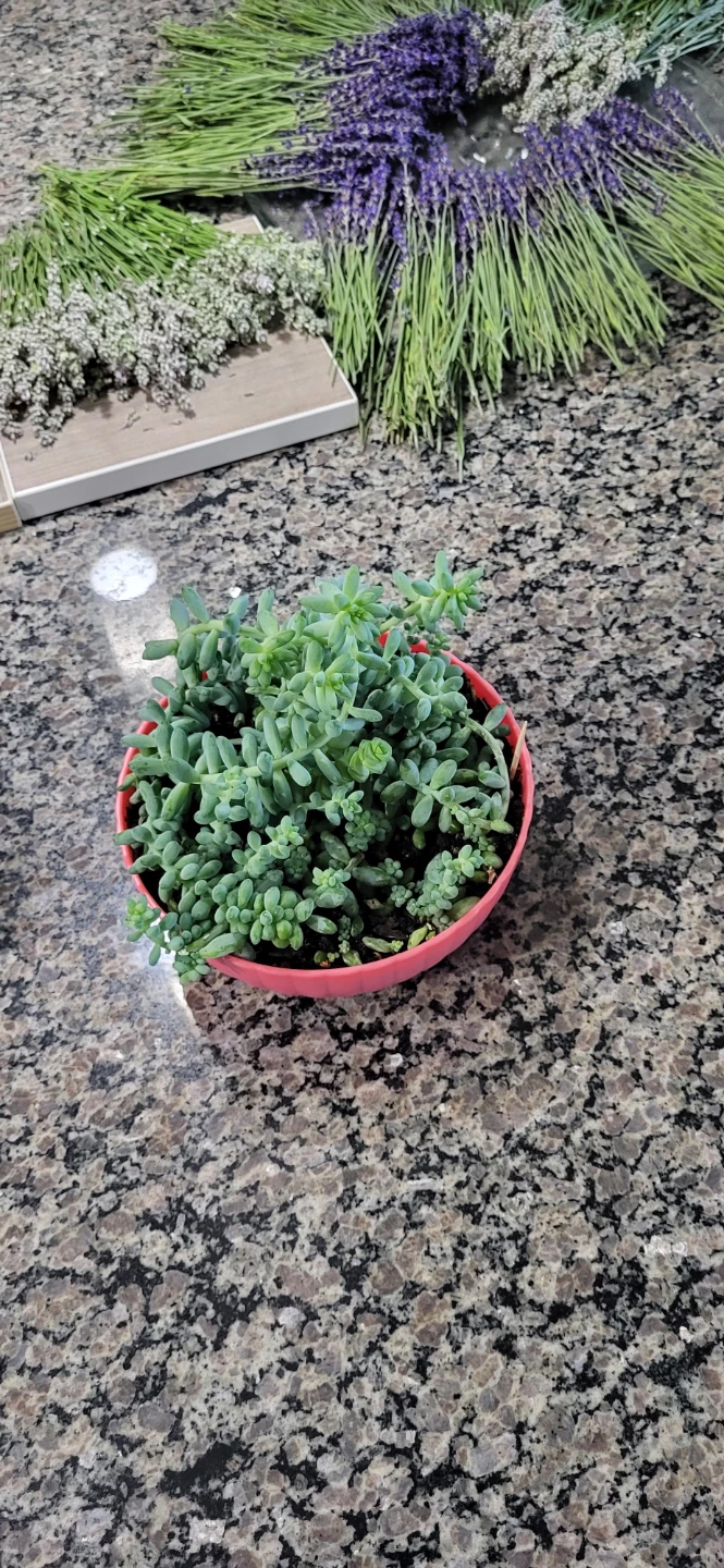 Multiple succulent in a cute pink pot
