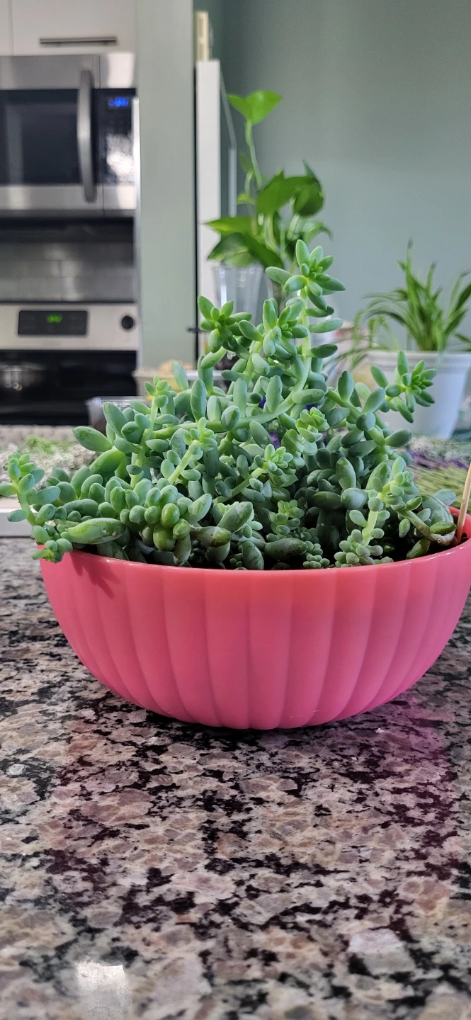 Multiple succulent in a cute pink pot - photo 2
