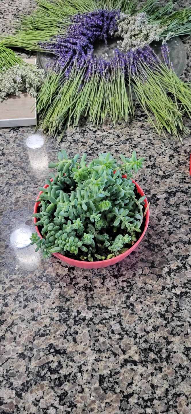 Multiple succulent in a cute pink pot - photo 3