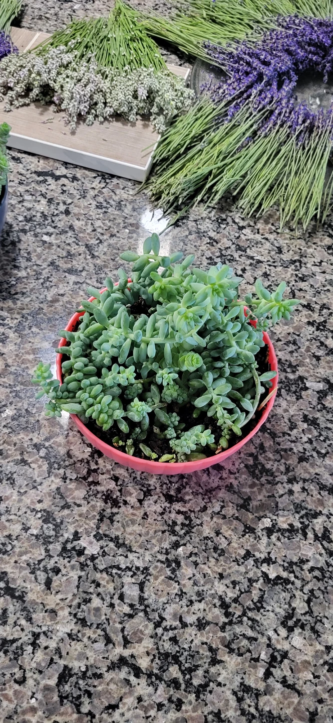 Multiple succulent in a cute pink pot - photo 4