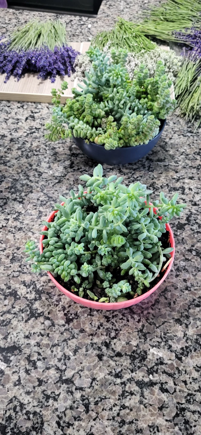 Multiple succulent in a cute pink pot - photo 5