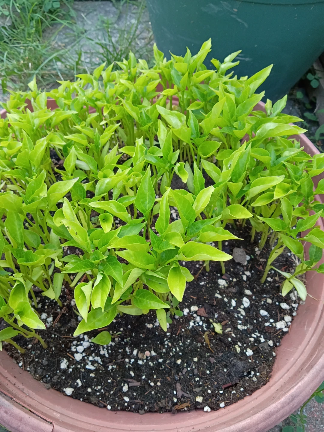 Long Green Pepper Plant Seedlings