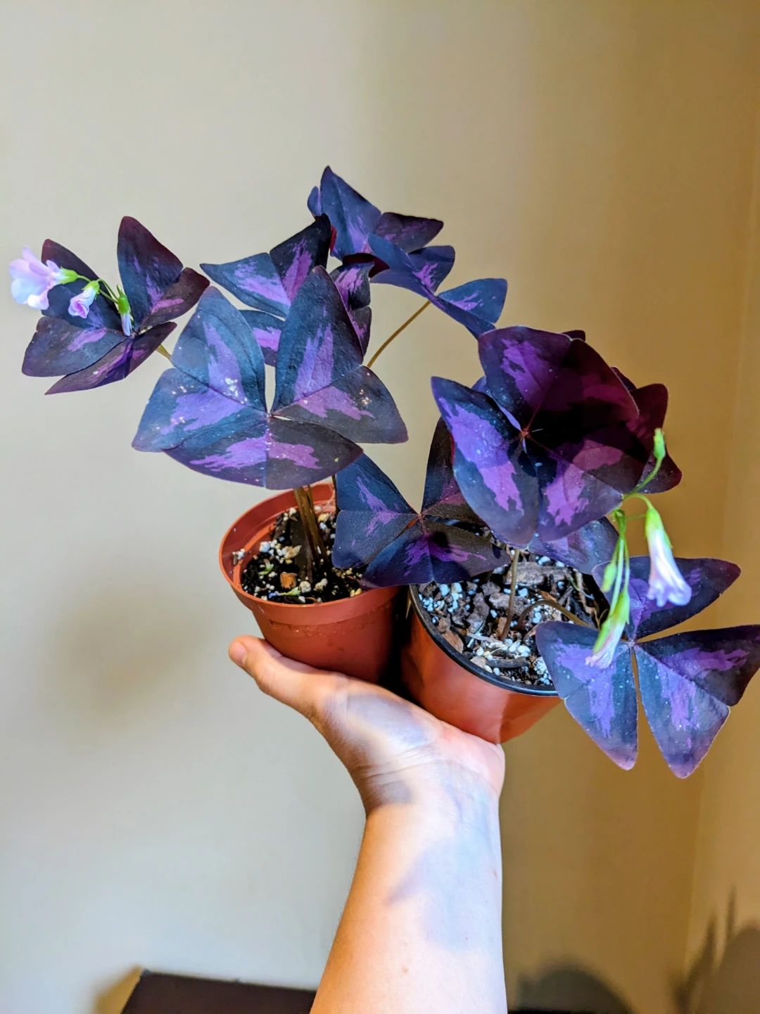 INDOOR / OUTDOOR/HOUSEPLANT OXALIS - photo 2