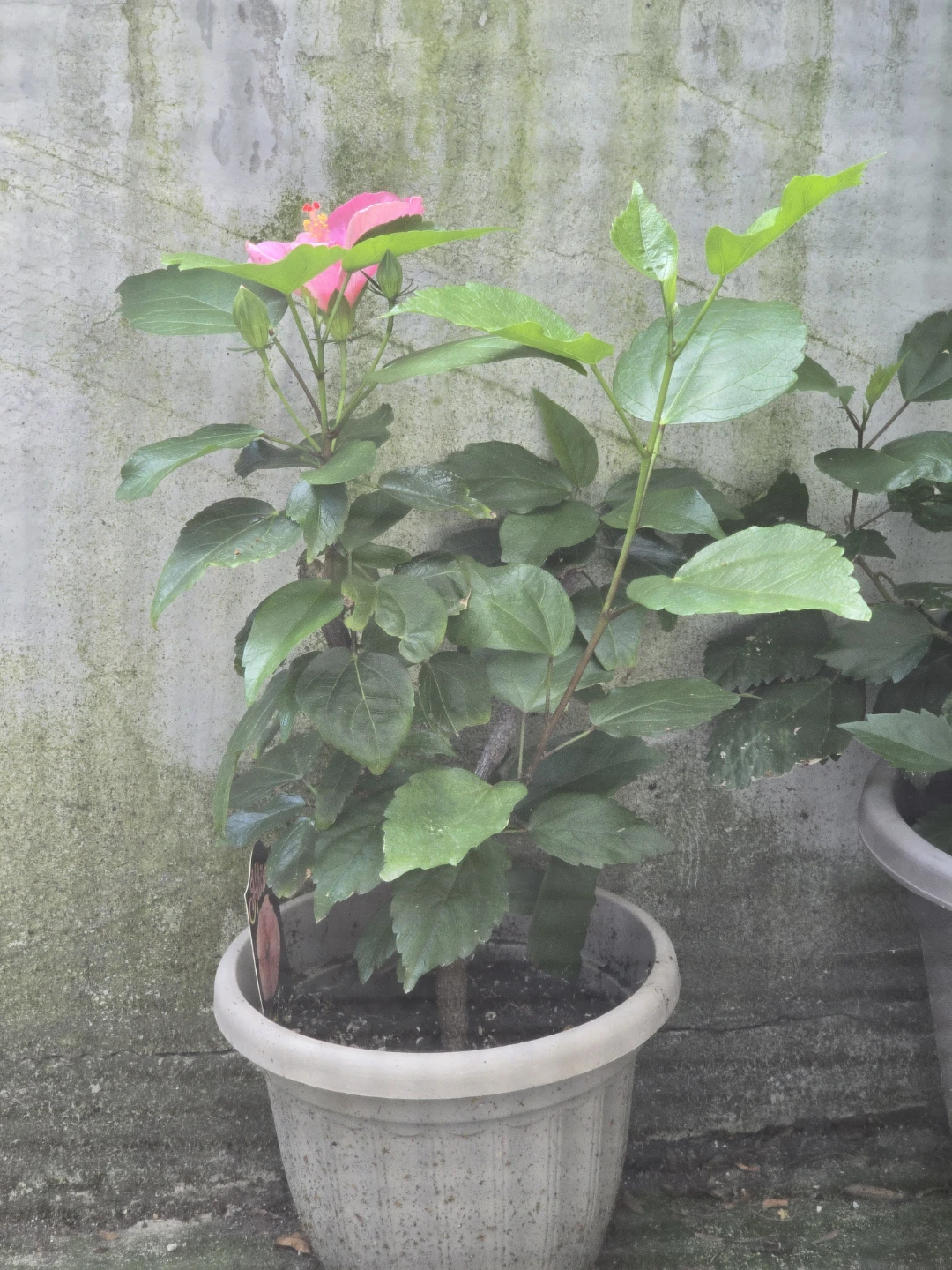 Pink Hibiscus Plant