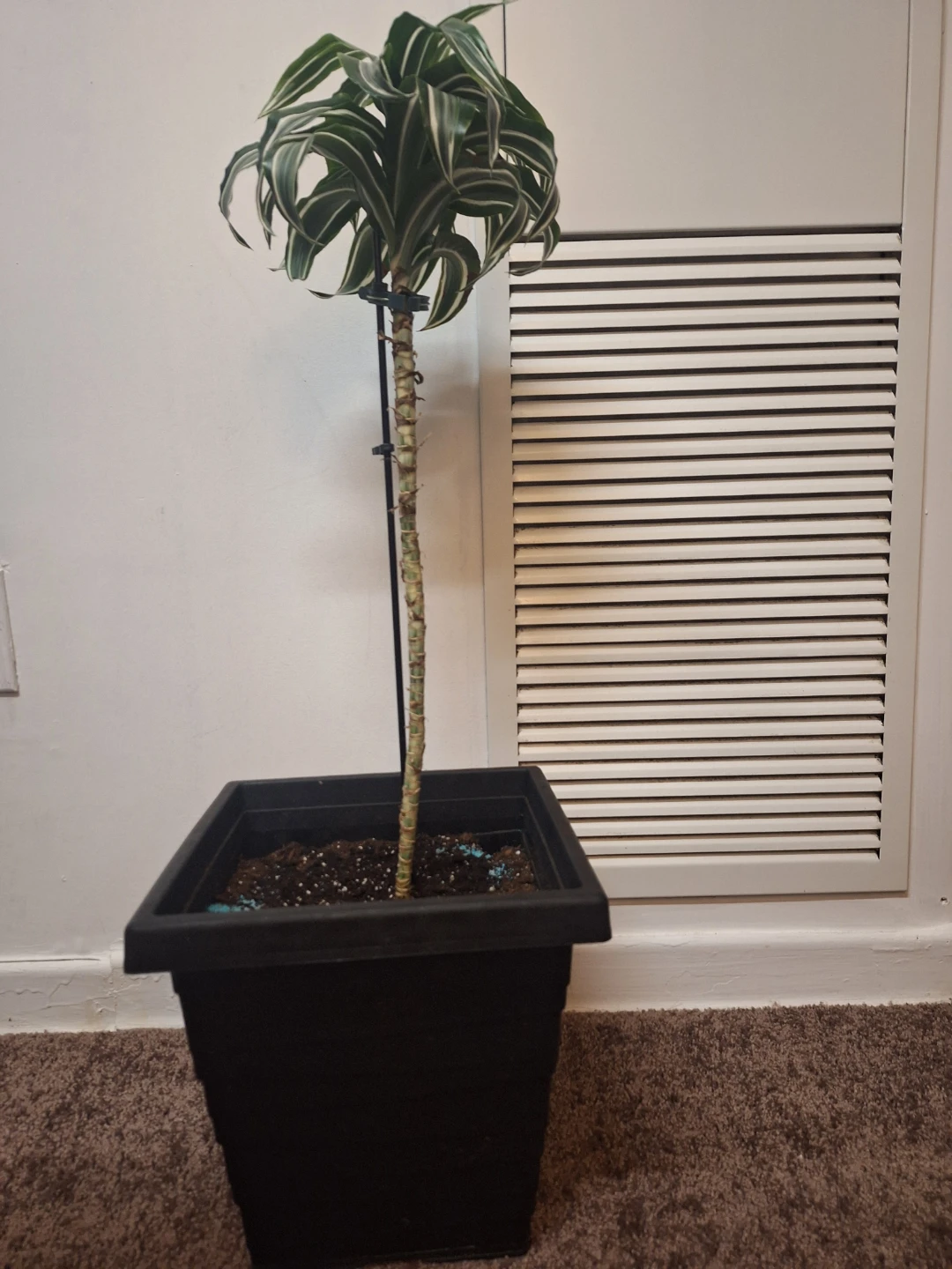 Dracaena Massangeana Corn Plant - photo 3