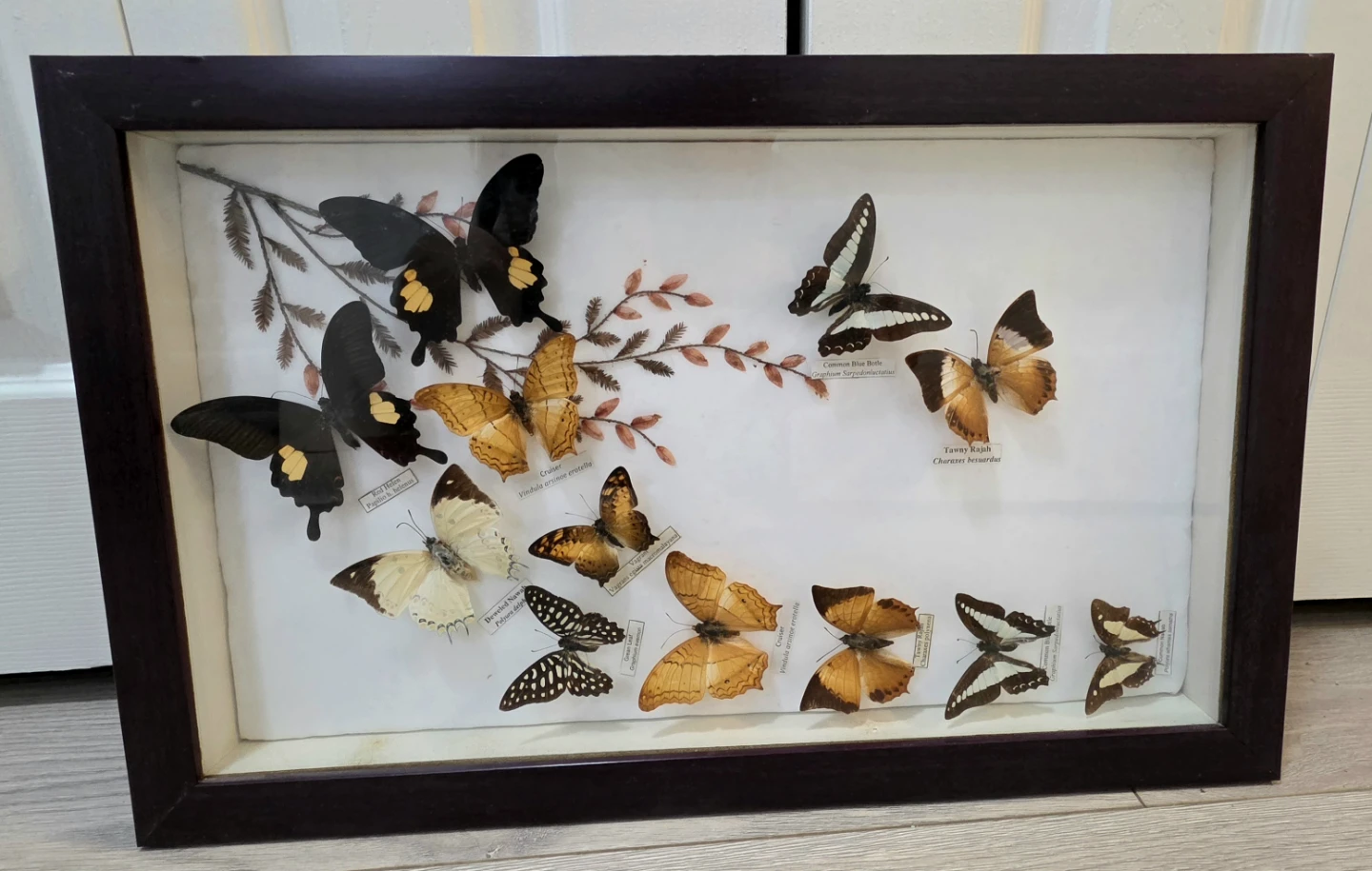Framed Butterfly Display