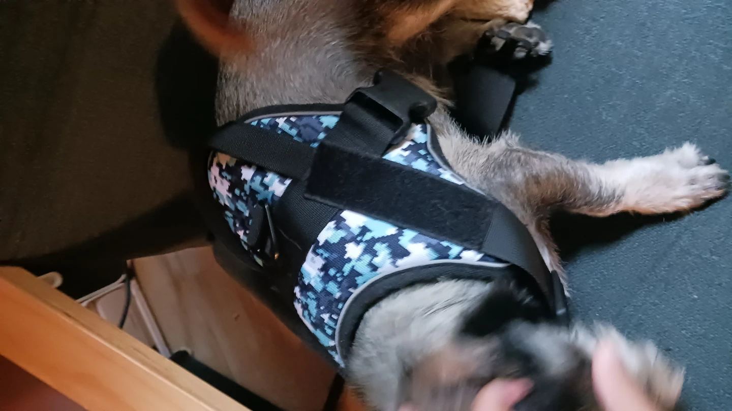 Dog Friendly Co. Dog Harness
