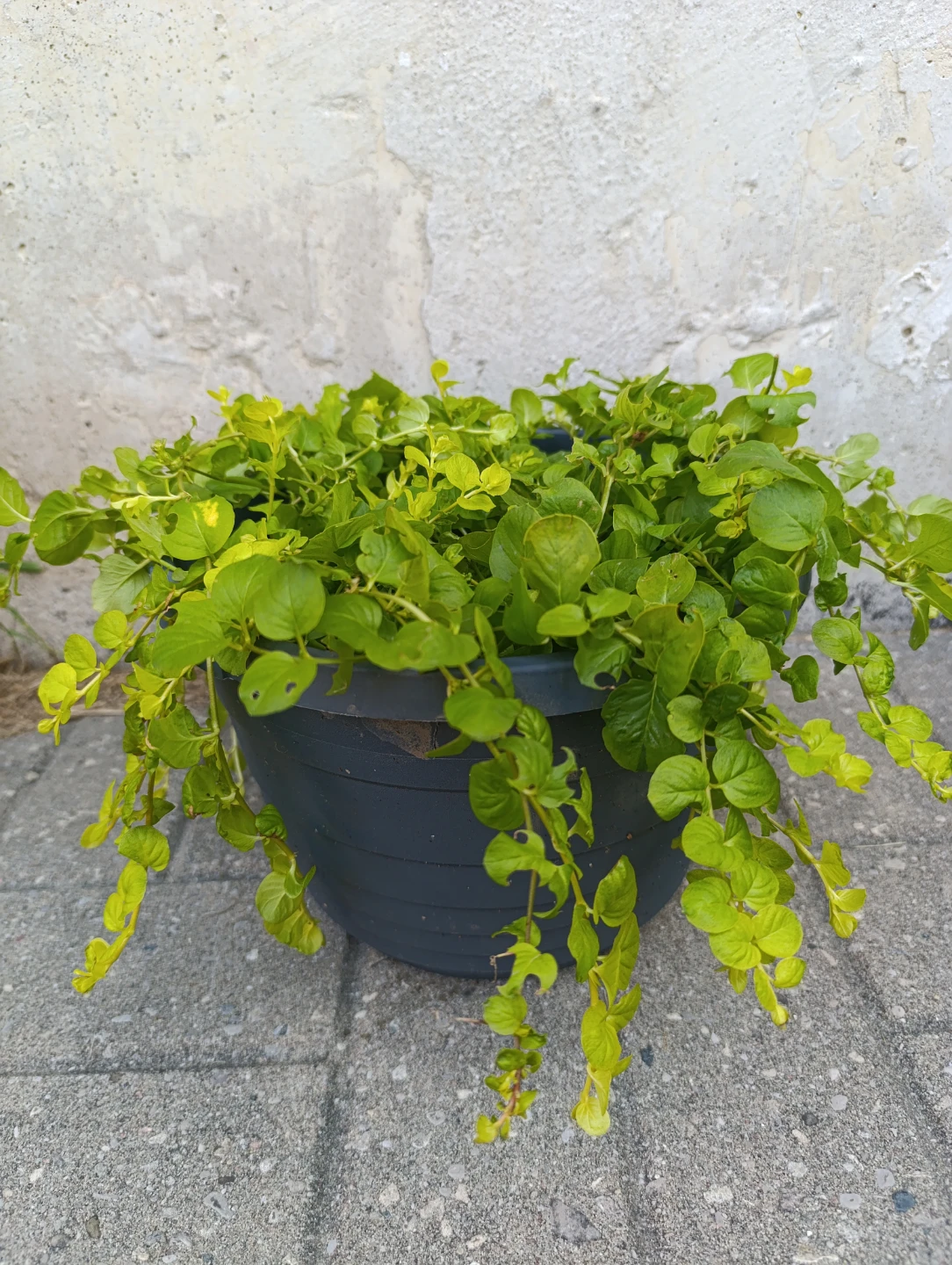 Creeping Jenny Plant