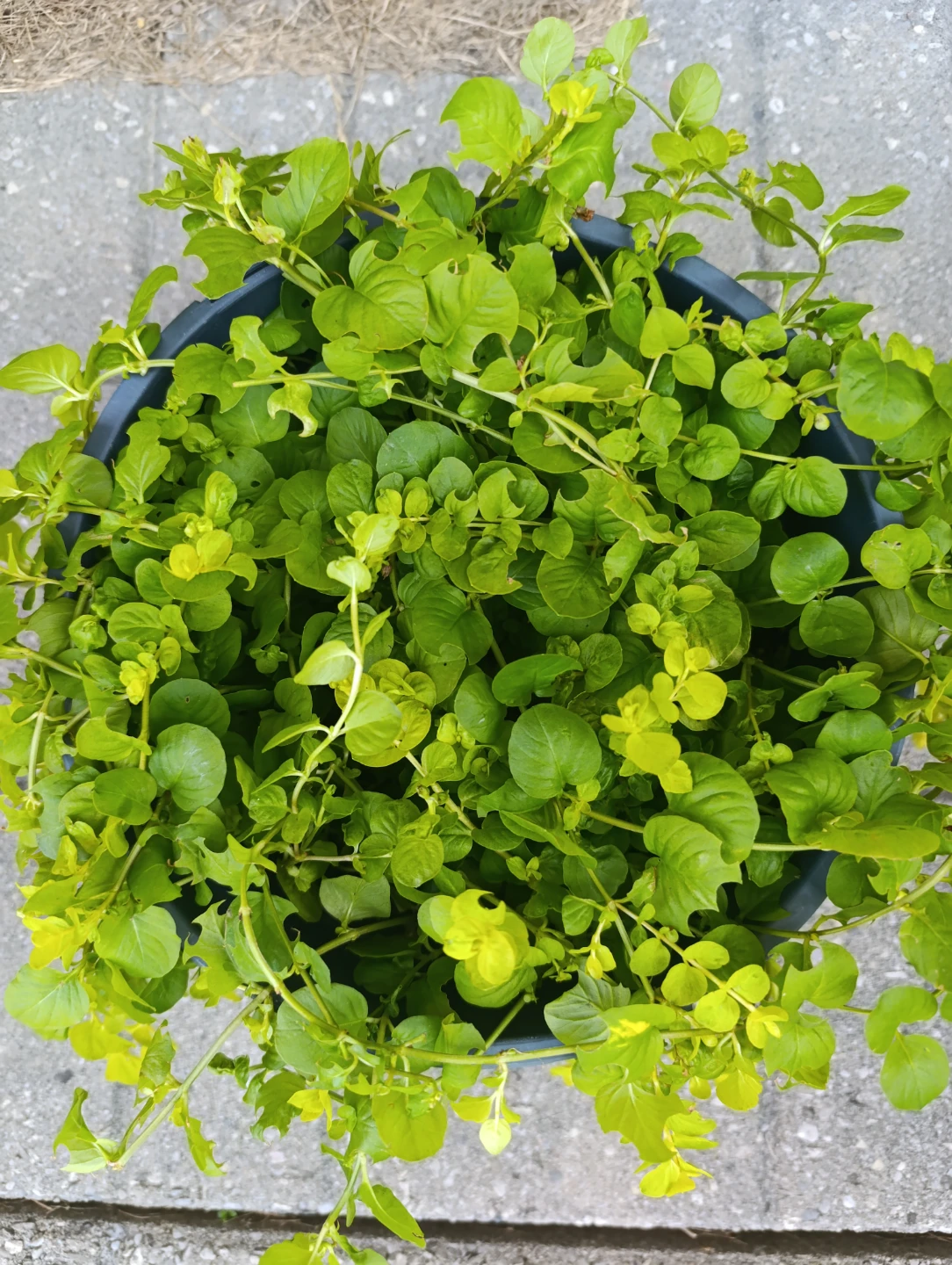 Creeping Jenny Plant - photo 3