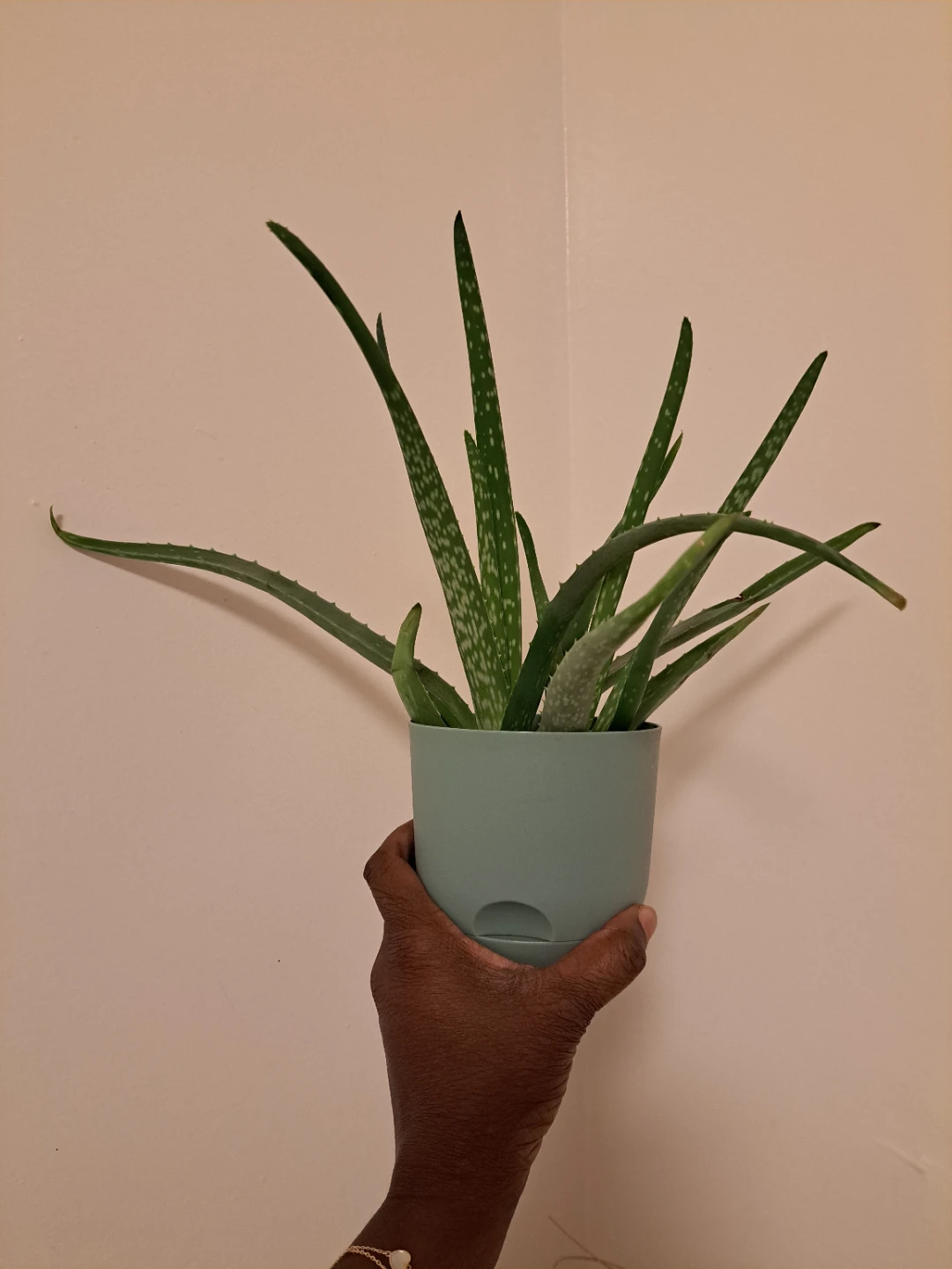 Potted Aloe Vera Plant