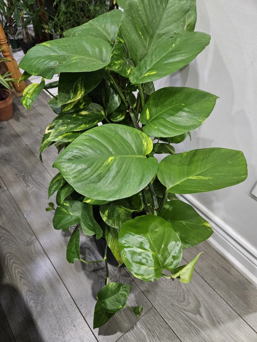 Golden Pothos Plant in totem