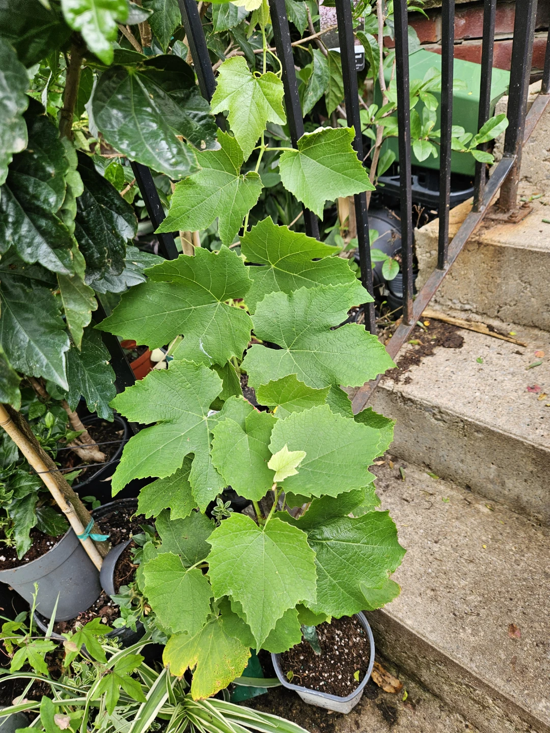 Grapevine Plant - photo 2