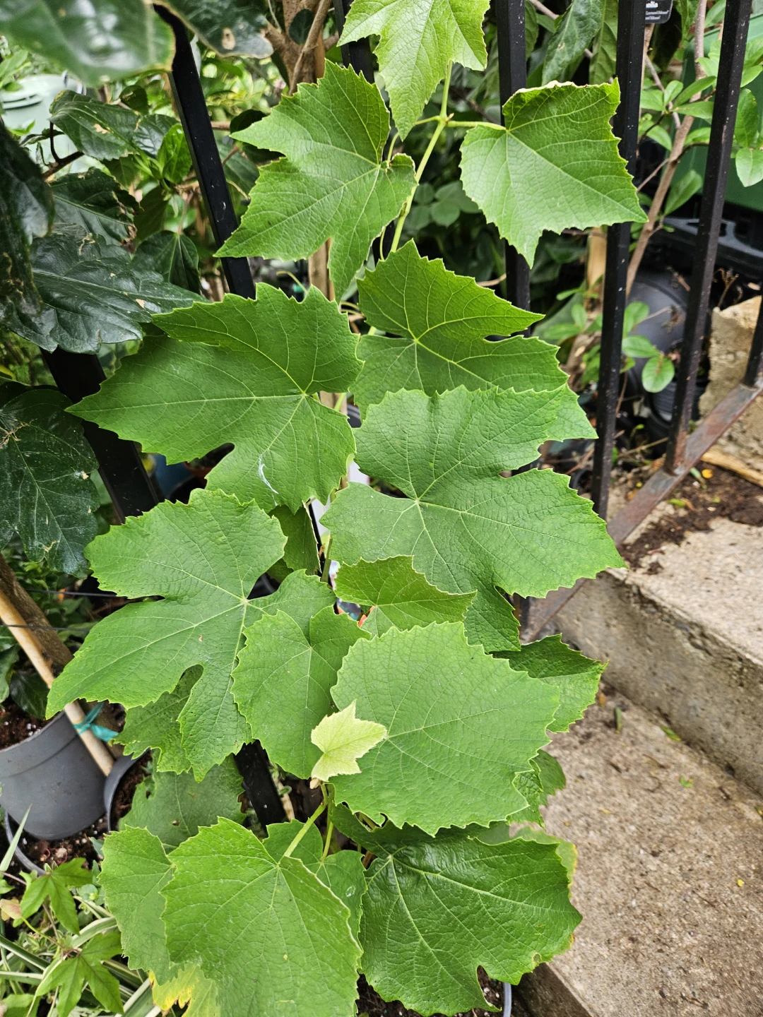 Grapevine Plant - photo 3