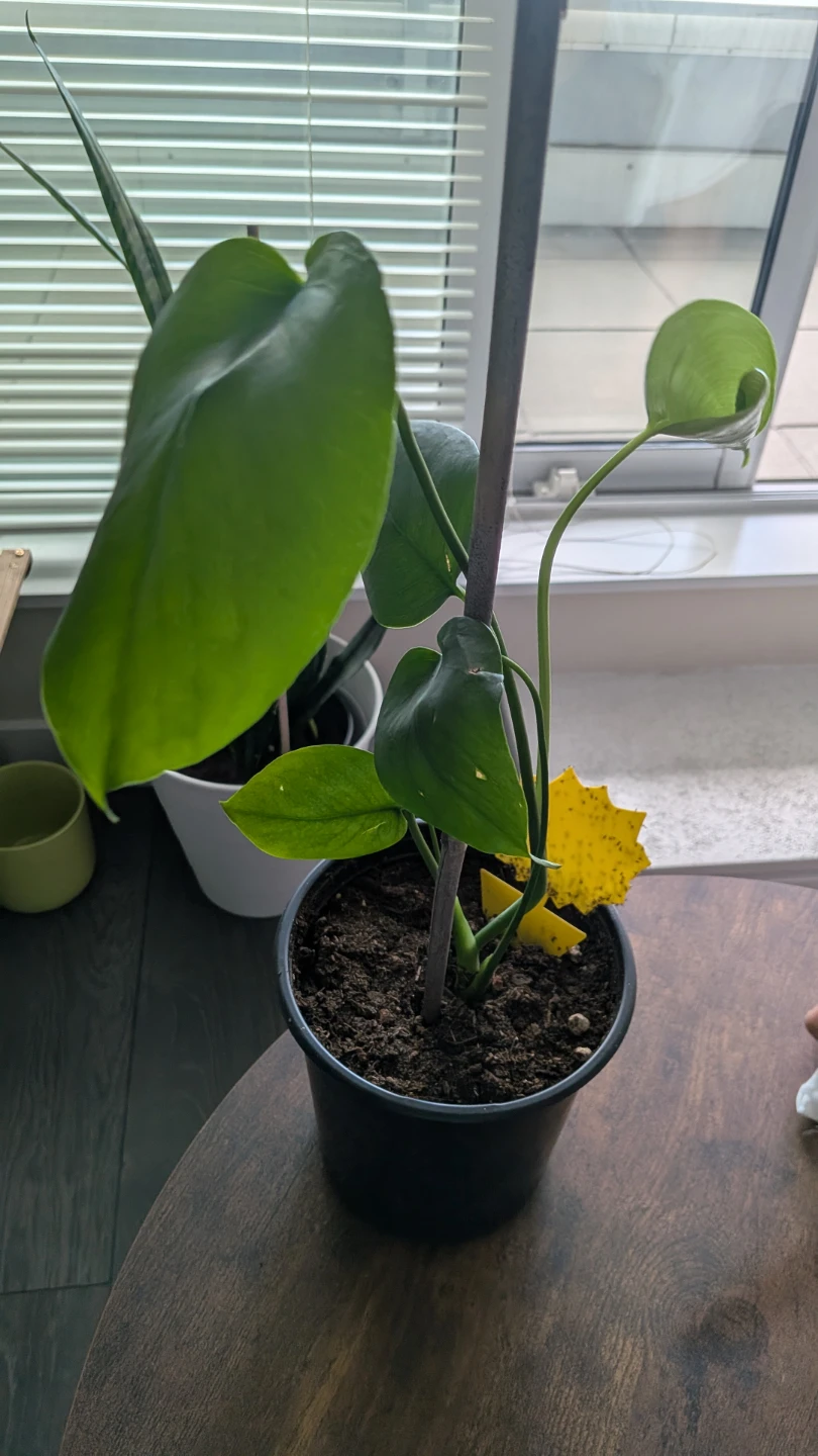 Monstera Plant - photo 3