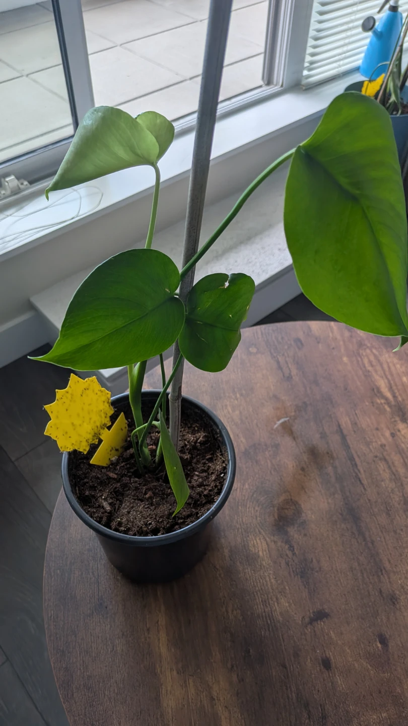 Monstera Plant - photo 4