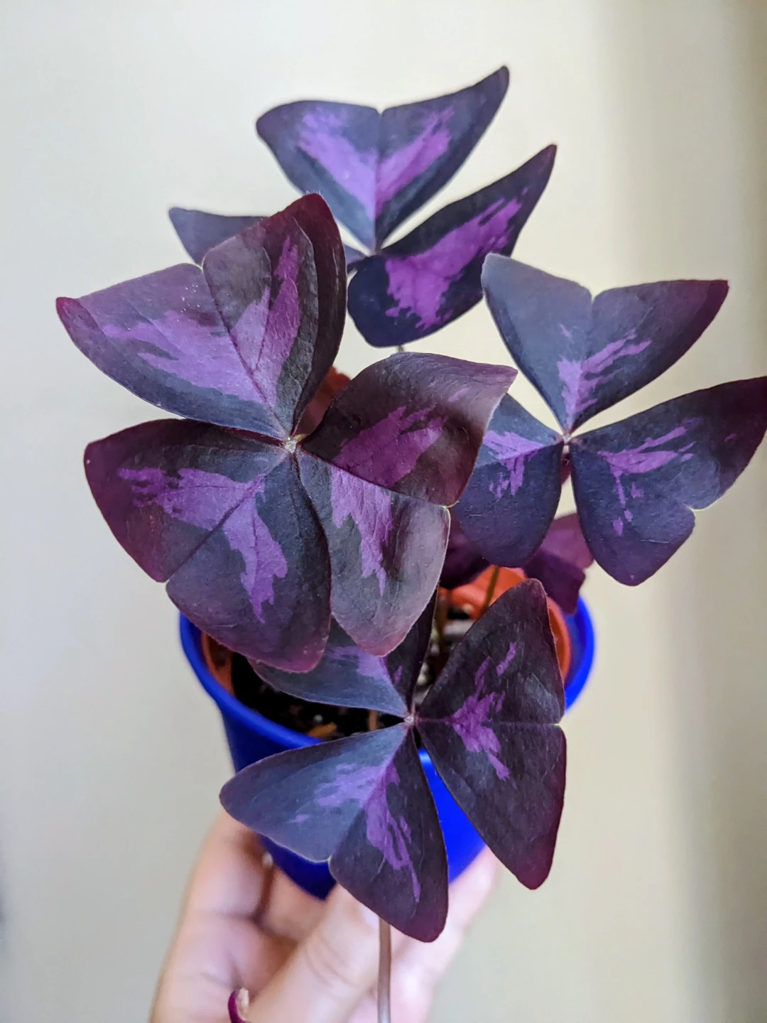 INDOOR / OUTDOOR/HOUSEPLANT OXALIS - photo 3