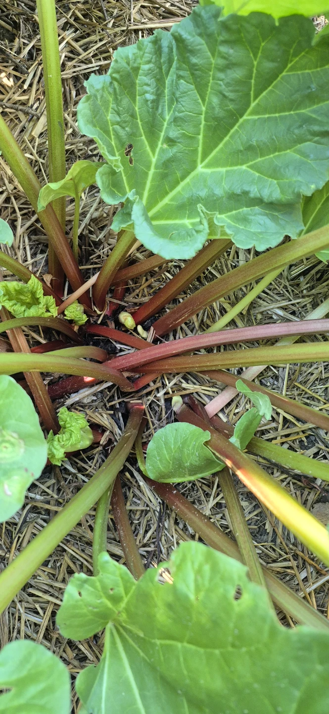 Fresh rhubarb for sale