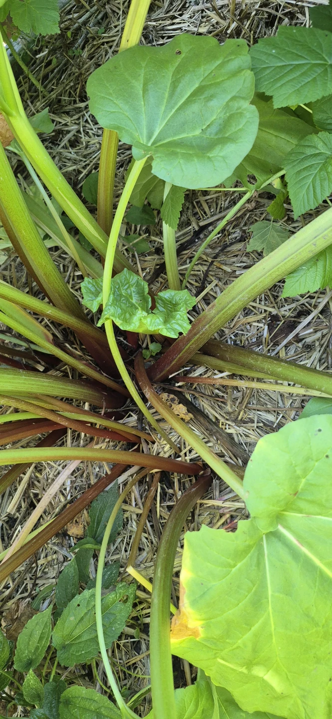 Fresh rhubarb for sale - photo 2