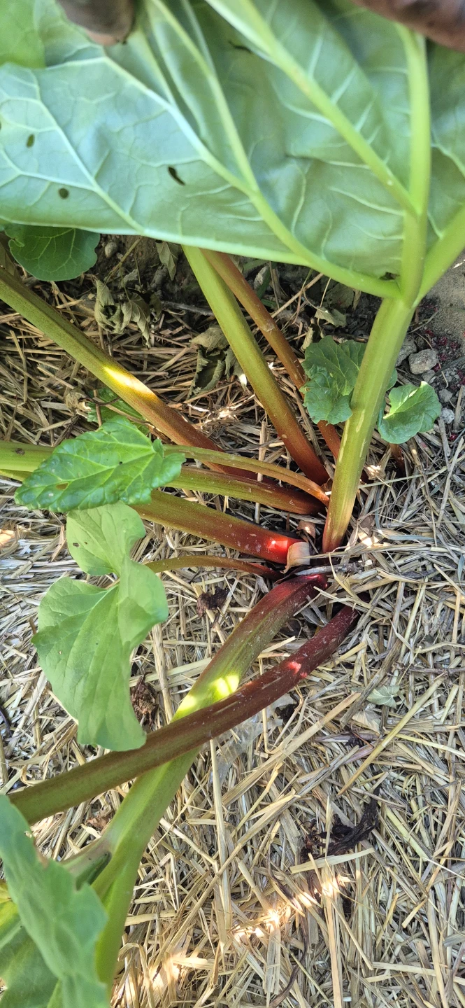 Fresh rhubarb for sale - photo 3