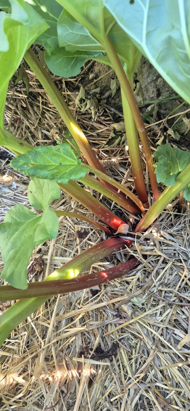 Fresh rhubarb for sale - photo 4