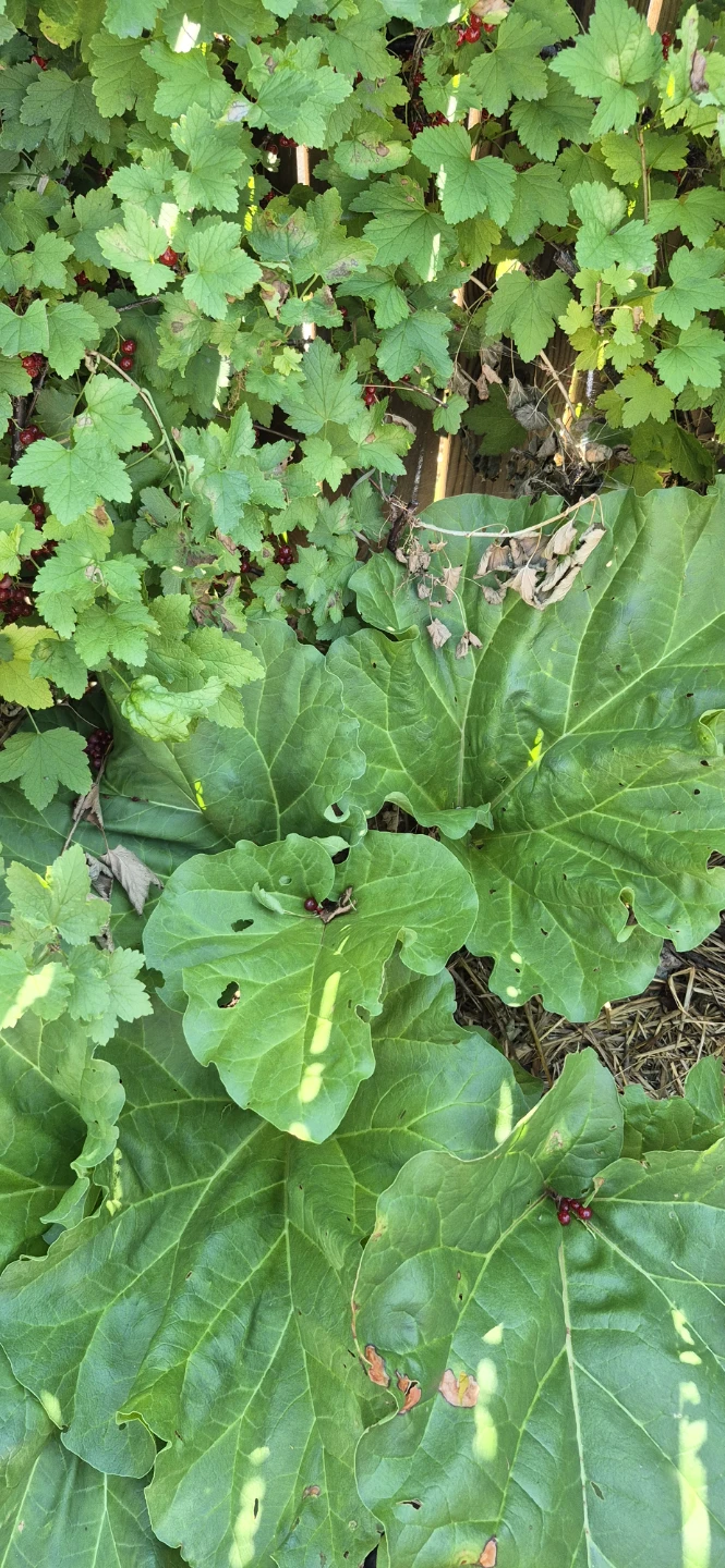 Fresh rhubarb for sale - photo 5