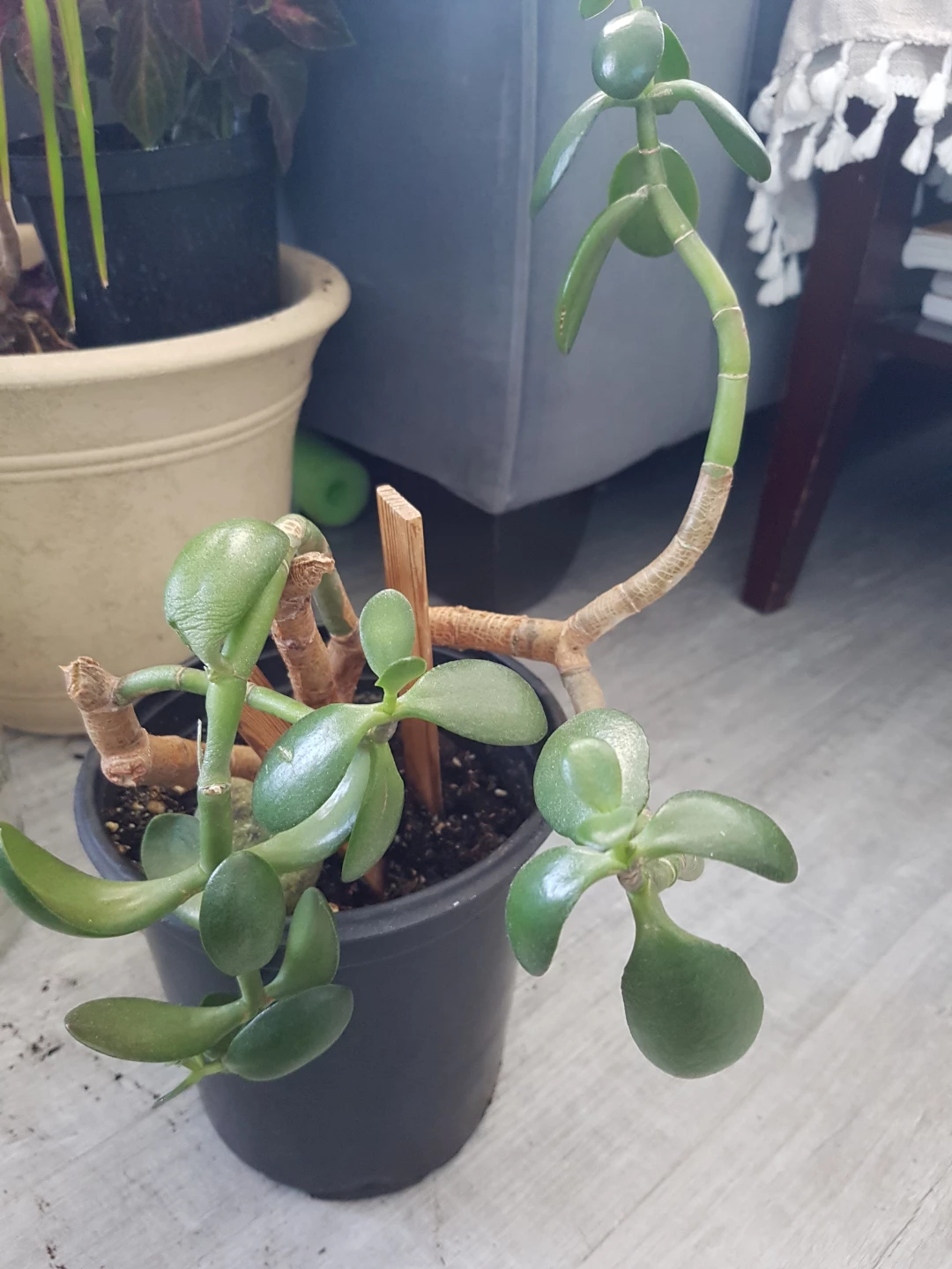 Jade Plant in Pot - photo 2
