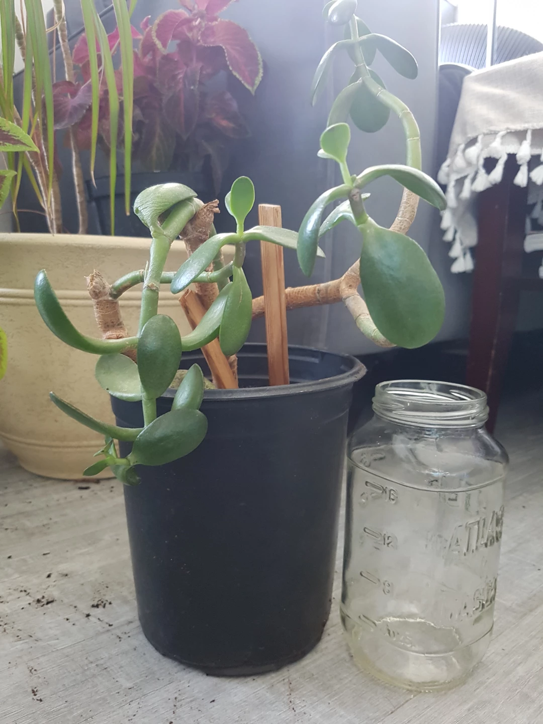 Jade Plant in Pot - photo 3