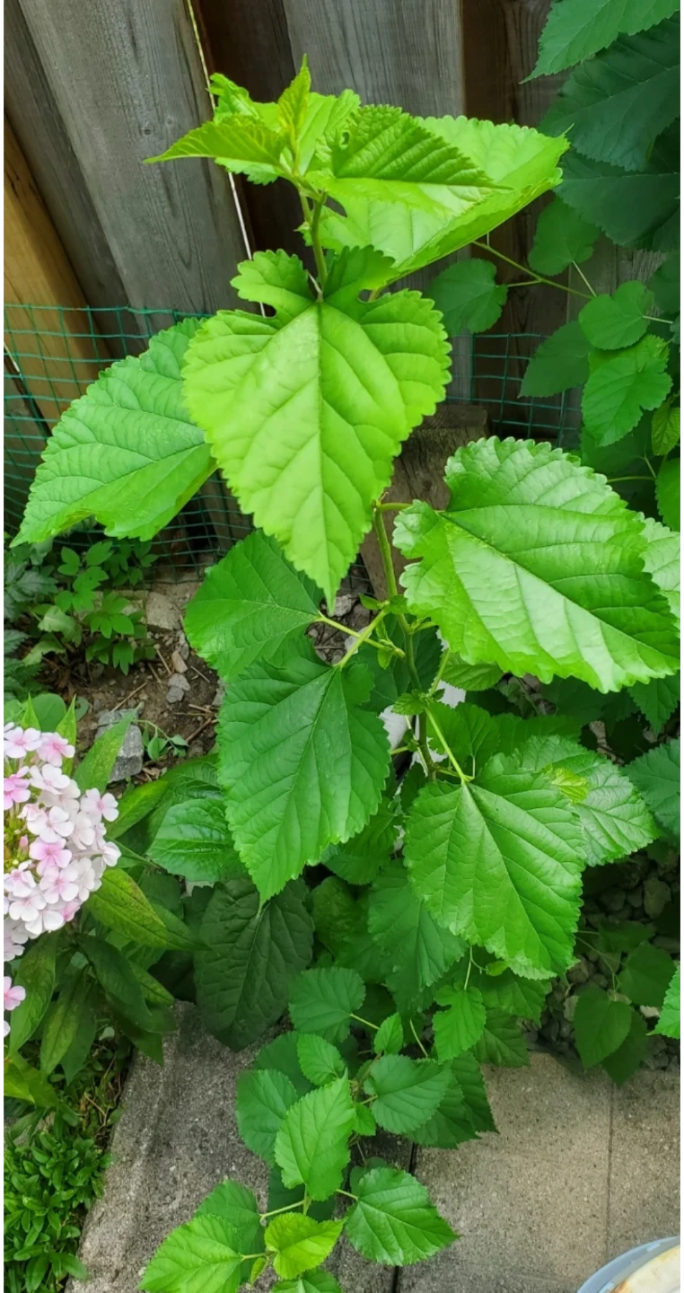 Mulberry Plant