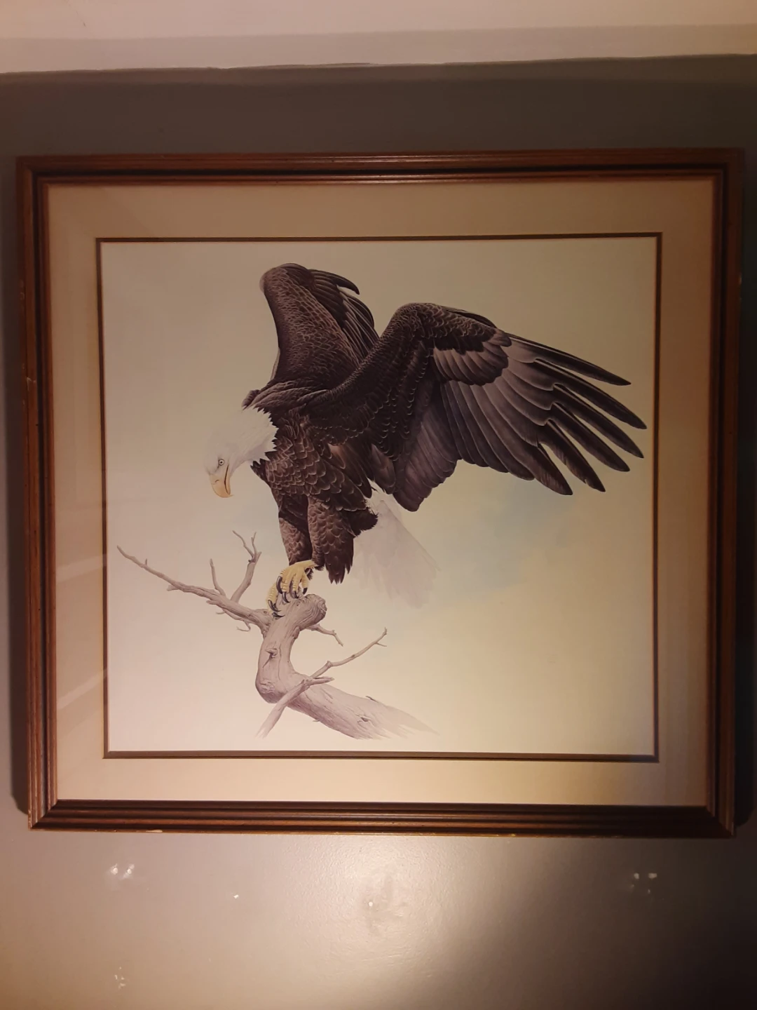 Glen Loates - Framed Bald Eagle Watercolour Print - Large - photo 2