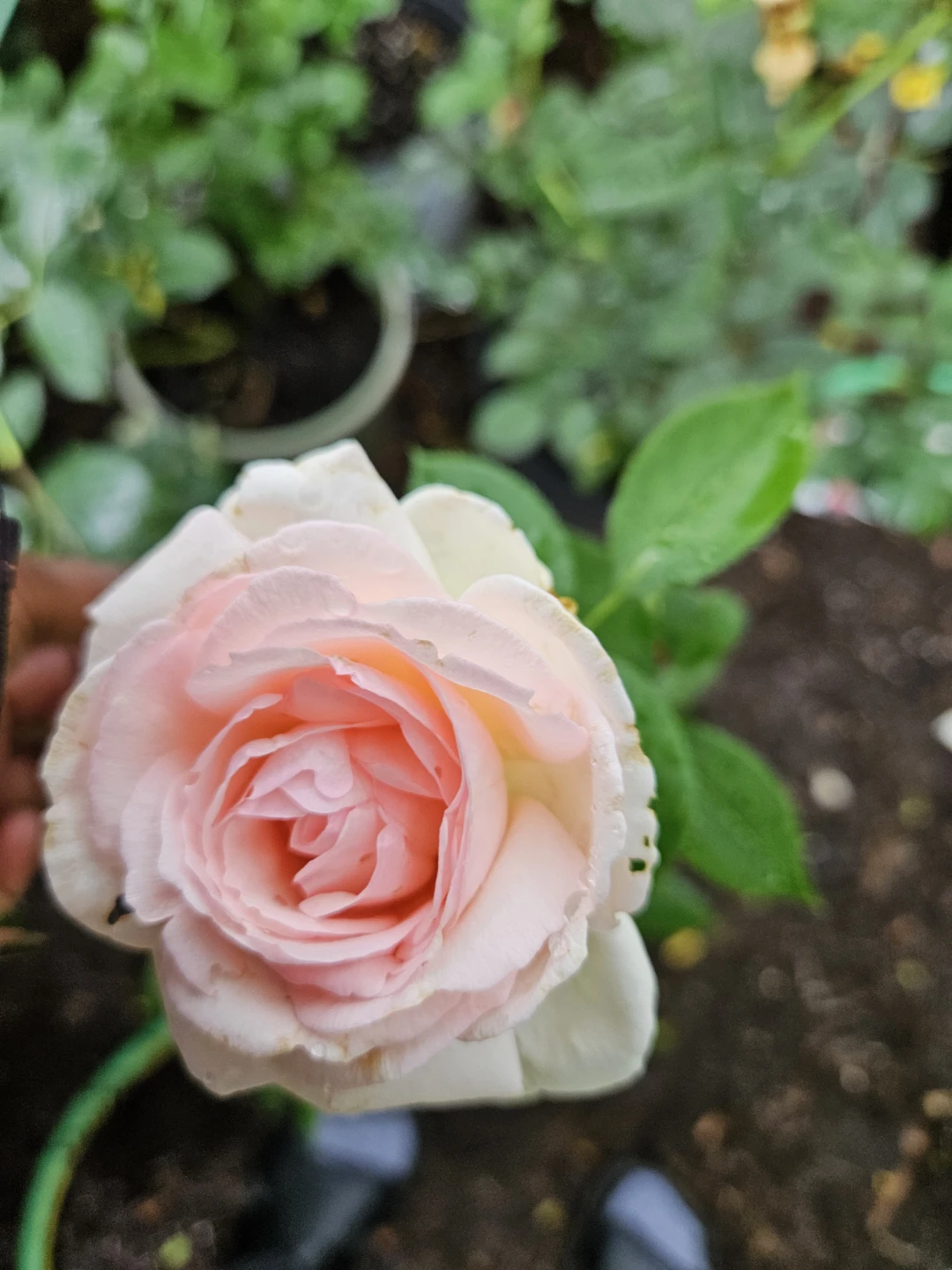 Eden Pink Rose