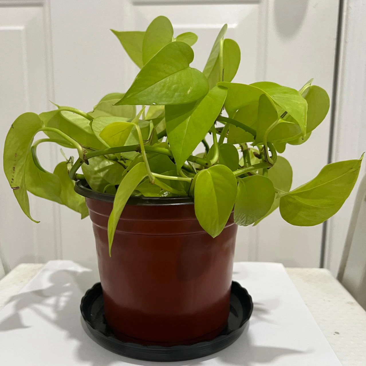 Neon Pothos Plant