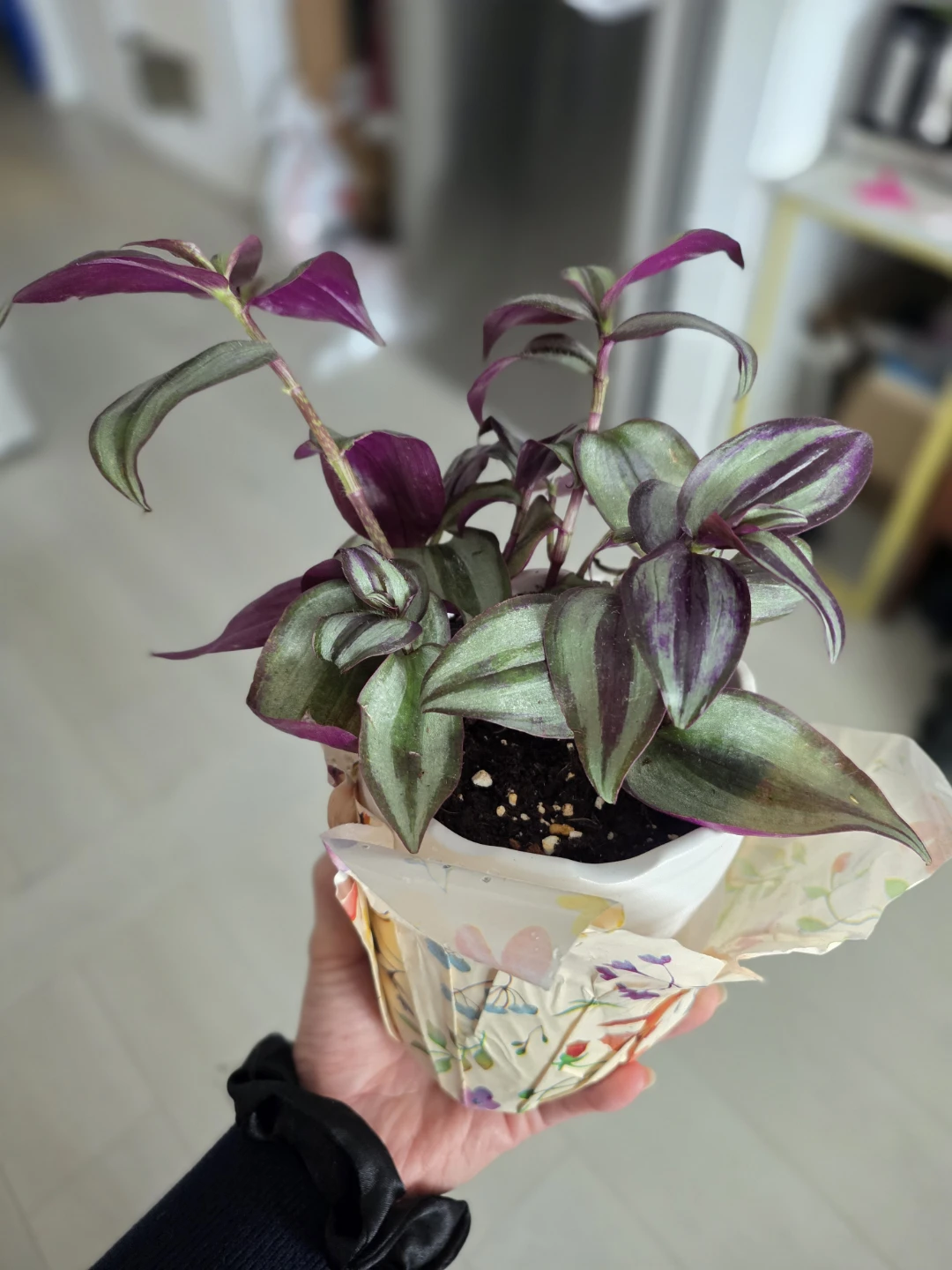 Tradescantia Zebrina Plant