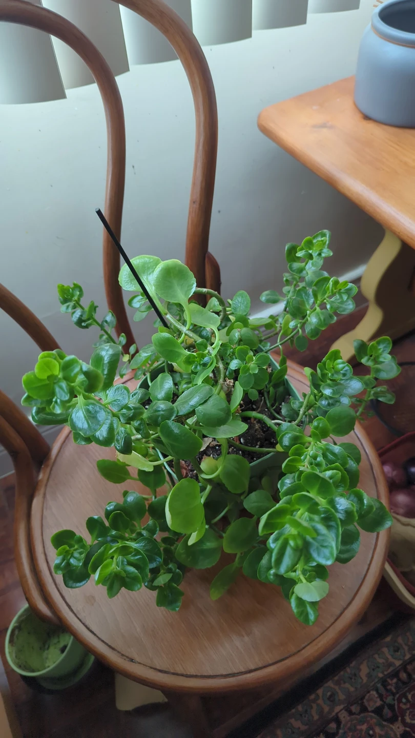 Potted Succulent Plant
